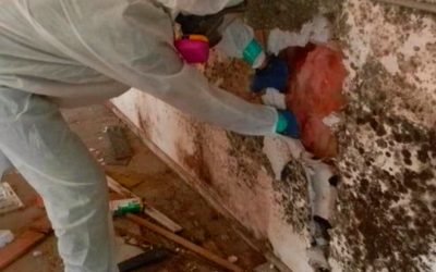 Mold-Mitigation-VS-Remediation