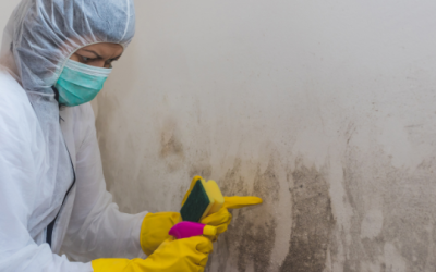 mold remediation
