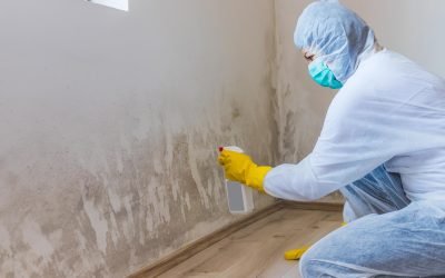 mold-remediation-services