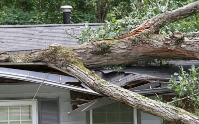Large white oak tree punctures roof on house